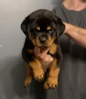 Tiny, a female Rottweiler for sale in Murfreesboro, TN – 1 of 4