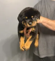 Poppy, a female Rottweiler for sale in Murfreesboro, TN – 2 of 4