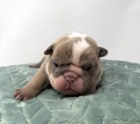 Mabel, a female English Bulldog for sale in Murfreesboro, TN – 2 of 5