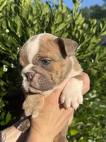 Ezra, a male English Bulldog for sale in Murfreesboro, TN – 5 of 5