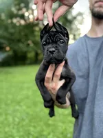 Charlie, a female Cane Corso for sale in Murfreesboro, TN – 4 of 4