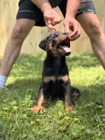 Ravi, a male Rottweiler for sale in Murfreesboro, TN – 5 of 6