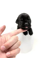 Ophelia, a female Cane Corso for sale in Murfreesboro, TN – 5 of 5