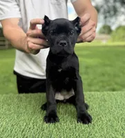 Charlie, a female Cane Corso for sale in Murfreesboro, TN – 2 of 5