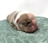 Dozer, a male English Bulldog for sale in Murfreesboro, TN – 3 of 6