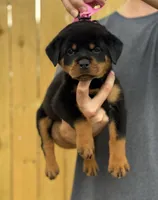 Ginny , a female Rottweiler for sale in Murfreesboro, TN – 3 of 6