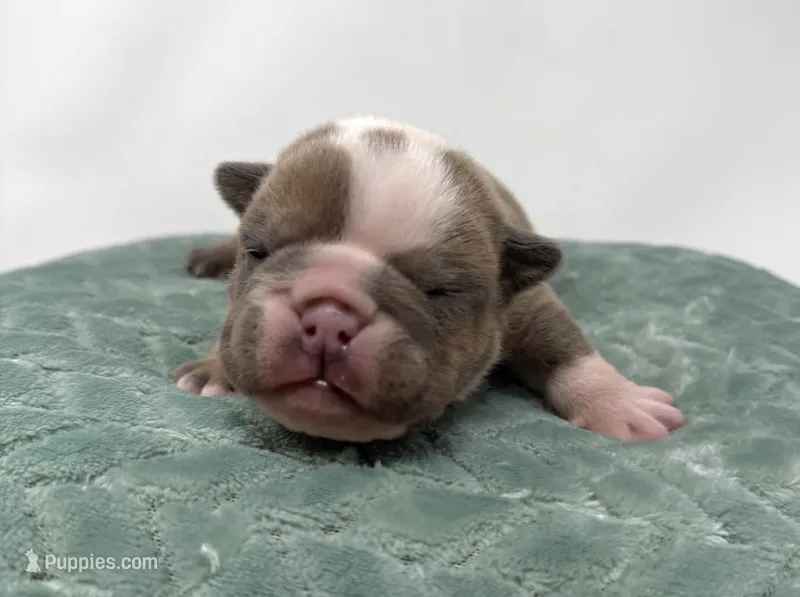 Ezra – English Bulldog puppy for sale in Murfreesboro, TN