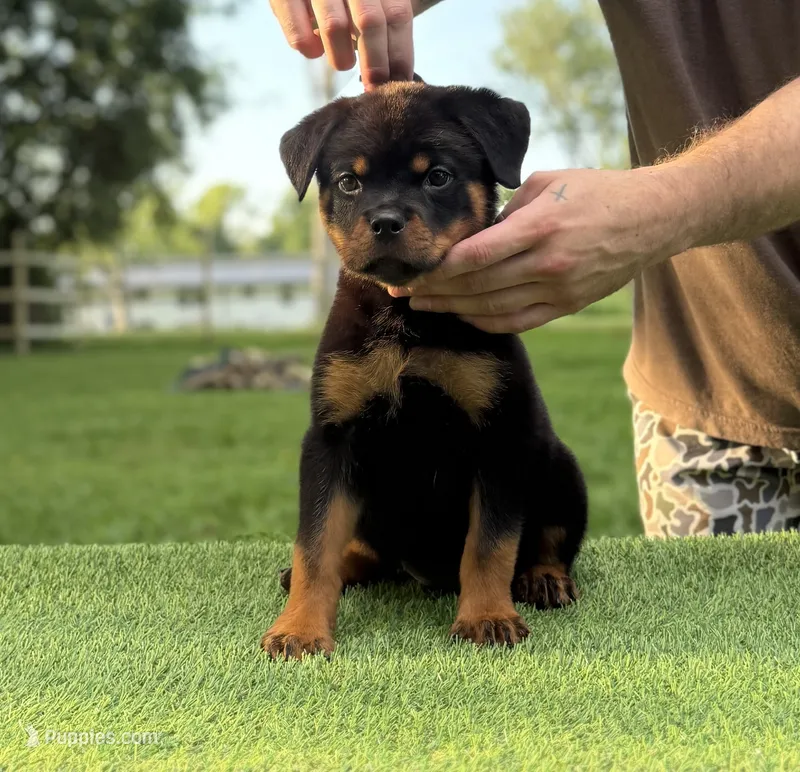Tiny – Rottweiler puppy for sale in Murfreesboro, TN