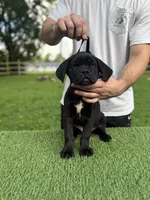 Bonnie, a female Cane Corso for sale in Murfreesboro, TN – 3 of 5