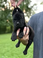 Clarice , a female Cane Corso for sale in Murfreesboro, TN – 3 of 5