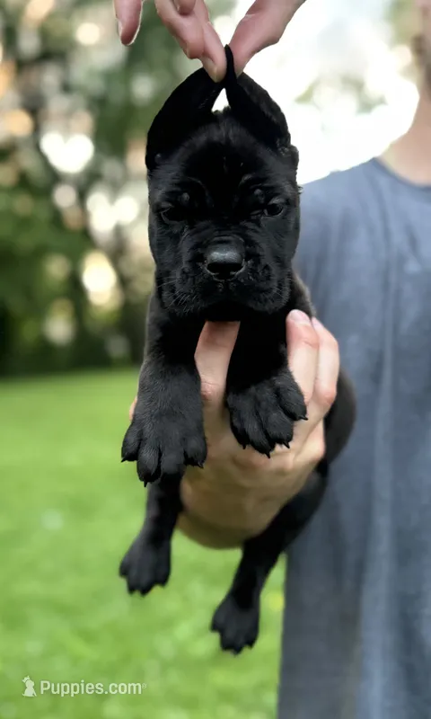 Clarice  – Cane Corso puppy for sale in Murfreesboro, TN