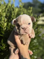 Dozer, a male English Bulldog for sale in Murfreesboro, TN – 4 of 7
