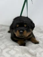 Millie, a female Rottweiler for sale in Murfreesboro, TN – 3 of 6
