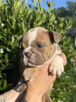 Ezra, a male English Bulldog for sale in Murfreesboro, TN – 3 of 5