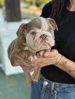 Chunk, a male English Bulldog for sale in Murfreesboro, TN – 4 of 5