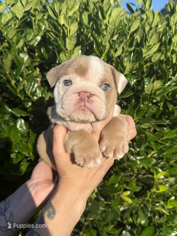 Tank – English Bulldog puppy for sale in Murfreesboro, TN