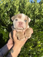 Tank, a male English Bulldog for sale in Murfreesboro, TN – 1 of 5