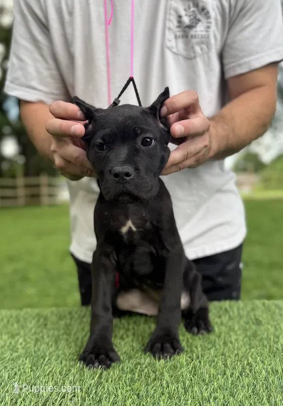Zena – Cane Corso puppy for sale in Murfreesboro, TN