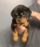 Tiny, a female Rottweiler for sale in Murfreesboro, TN – 4 of 4