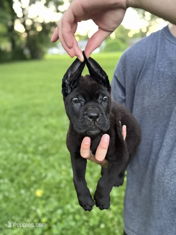 Zena – Cane Corso puppy for sale in Murfreesboro, TN
