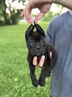 Zena, a female Cane Corso for sale in Murfreesboro, TN – 1 of 6