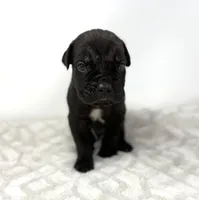 Rocky, a male Cane Corso for sale in Murfreesboro, TN – 2 of 5