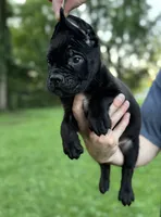 Bonnie, a female Cane Corso for sale in Murfreesboro, TN – 4 of 5
