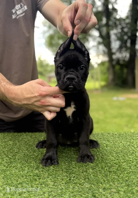 Bonnie – Cane Corso puppy for sale in Murfreesboro, TN