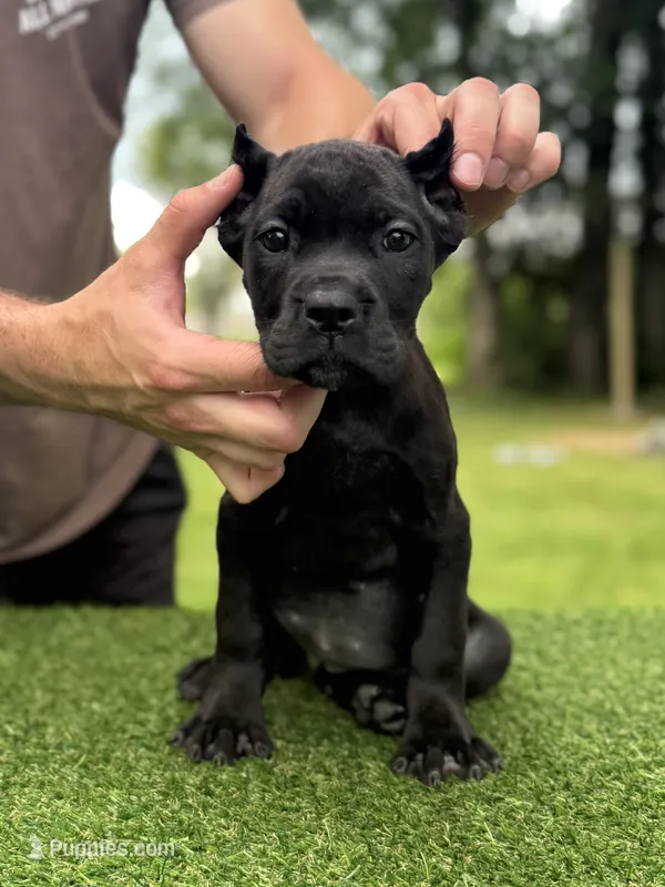 Charlie – Cane Corso puppy for sale in Murfreesboro, TN