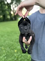 Zena, a female Cane Corso for sale in Murfreesboro, TN – 4 of 6