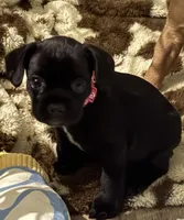 Little bit , a female French Bulldog and Cocker Spaniel for sale in Clay, KY – 4 of 6