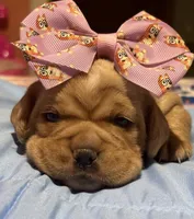     Honey, a female French Bulldog and Cocker Spaniel for sale in Clay, KY – 4 of 5