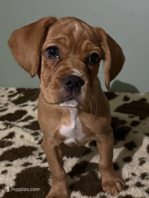     Honey – French Bulldog, Cocker Spaniel puppy for sale in Clay, KY