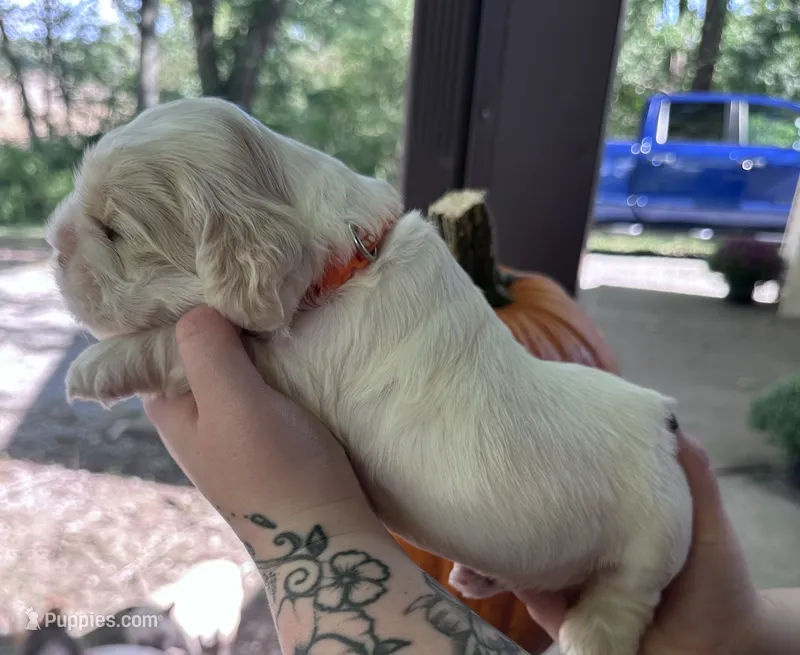 Hank – Cocker Spaniel puppy for sale in Clay, KY