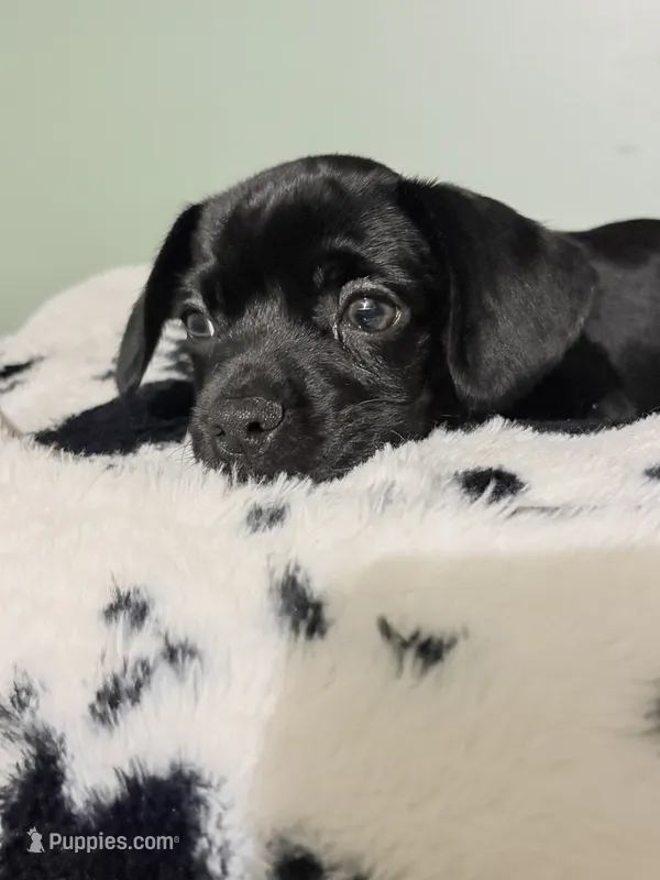 Little bit  – French Bulldog, Cocker Spaniel puppy for sale in Clay, KY