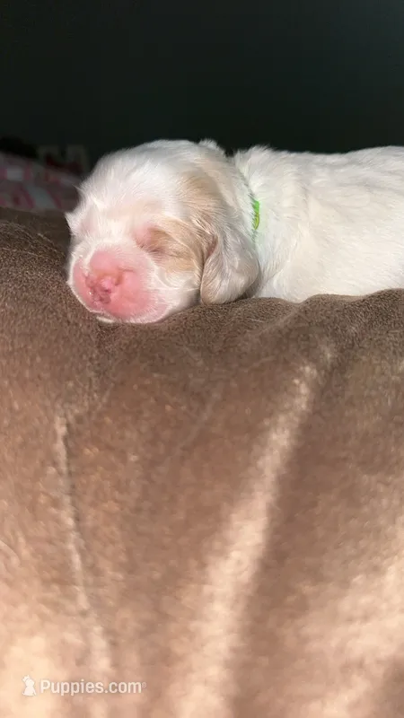 Waylon – Cocker Spaniel puppy for sale in Clay, KY