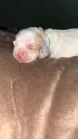 Waylon, a male Cocker Spaniel for sale in Clay, KY – 1 of 4