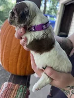 Dolly , a female Cocker Spaniel for sale in Clay, KY – 3 of 5
