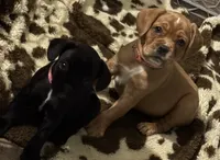 Little bit , a female French Bulldog and Cocker Spaniel for sale in Clay, KY – 2 of 6