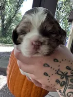 Dolly , a female Cocker Spaniel for sale in Clay, KY – 5 of 5