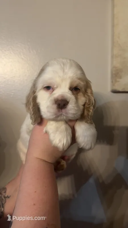 Waylon – Cocker Spaniel puppy for sale in Clay, KY