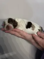 Johnny , a male Cocker Spaniel for sale in Clay, KY – 4 of 5