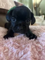 Little bit , a female French Bulldog and Cocker Spaniel for sale in Clay, KY – 6 of 6