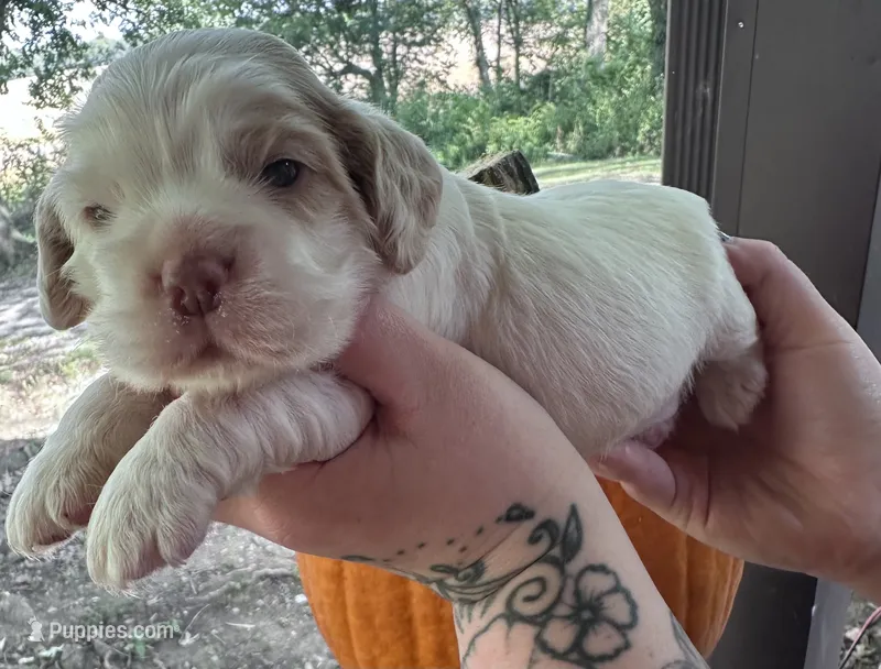 Waylon – Cocker Spaniel puppy for sale in Clay, KY
