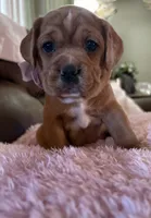     Honey, a female French Bulldog and Cocker Spaniel for sale in Clay, KY – 3 of 5