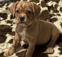     Honey, a female French Bulldog and Cocker Spaniel for sale in Clay, KY – 5 of 5