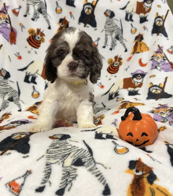 Dolly , a female Cocker Spaniel for sale in Clay, KY – 1 of 2