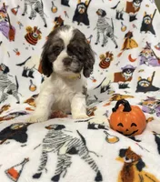 Dolly , a female Cocker Spaniel for sale in Clay, KY – 1 of 2