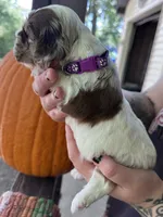 Dolly , a female Cocker Spaniel for sale in Clay, KY – 1 of 5