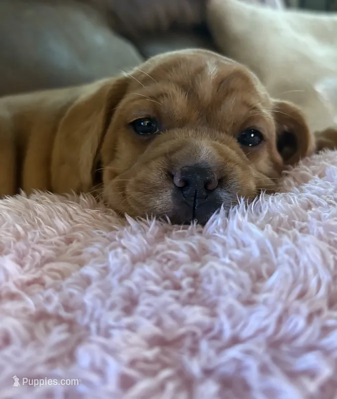     Honey – French Bulldog, Cocker Spaniel puppy for sale in Clay, KY